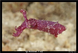 Little cuttle fish... :) by Ahmet Yay 
